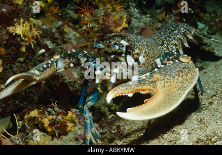 Astice sul fondo marino, Homarus gammarus Foto Stock