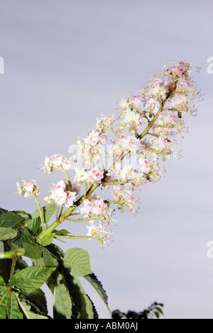 Close up di comune ippocastano Aesculus hippocastanum tree ramoscello di fiori Foto Stock