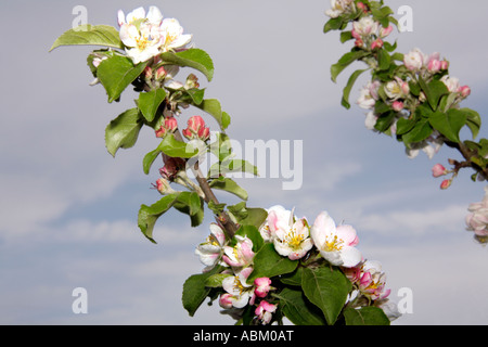 Close up di un crab apple Pyrus Malus tree ramoscello con boccioli e fiori Foto Stock