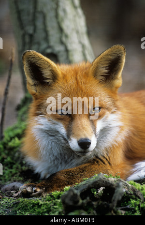 Unione volpe rossa Vulpes vulpes Foto Stock