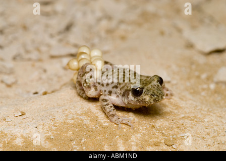 'MALLORCAN OSTETRICA TOAD Alytes muletensis' Foto Stock