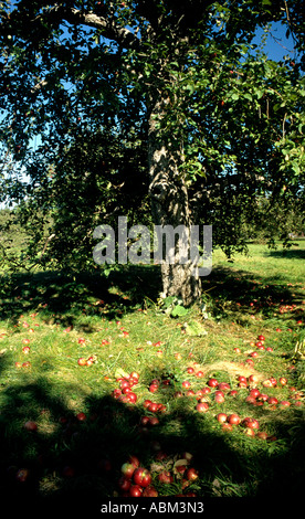 Come dice il proverbio,' la mela non cade lontano dall'albero!" Foto Stock