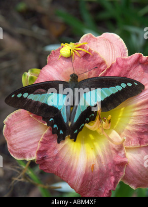 Un triangolo blu farfalla su una rosa fiore daylily in procinto di diventare vittima di un fiore giallo spider Foto Stock