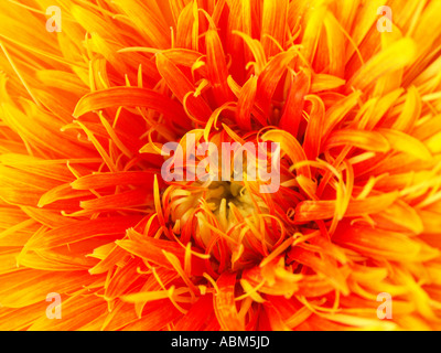 Vista ingrandita del fiore di Gerbera bauerii nobleflora cultivar ibrido 'Sunbeam' Foto Stock