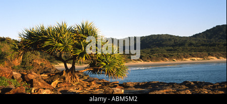 Palme pandanus e spiaggia appartata e bay a testa erbosa, NSW, Australia Foto Stock