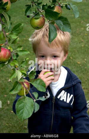 Età bambino 4 prendendo un grosso morso al di fuori di un appena raccolto apple. Clitherall Minnesota MN USA Foto Stock