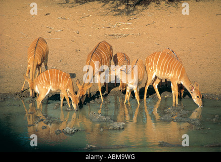 Un gruppo femminile di Nyala di bere a un pool Mkuzi Riserva Naturale Zululand in Sud Africa Foto Stock