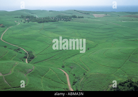 Vista aerea di piantagioni di canna da zucchero Natal Costa Sud Africa oceano Indiano mare in lontananza Foto Stock