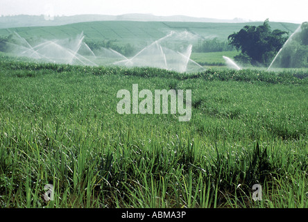 Irrigazione a spruzzo di canna da zucchero colture Natal Costa Sud Africa Foto Stock