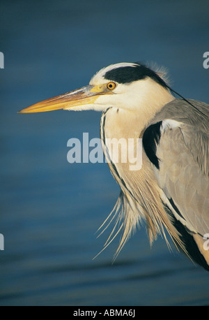 Close up ritratto di airone cenerino Ardea cinerea Durban, Sud Africa Foto Stock