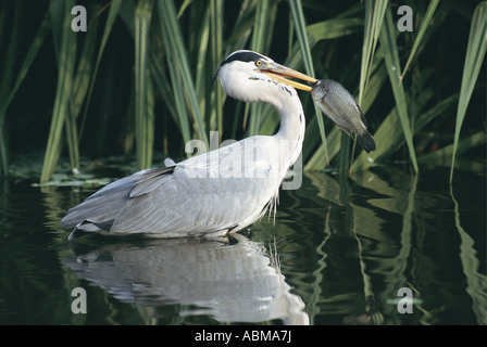 Airone cenerino Ardea cinerea Durban Sud Africa l'Heron è un pesce appena pescato nel suo becco Foto Stock