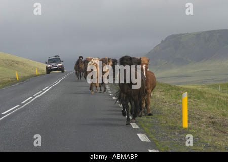 Allevamento di cavalli di marcia su strada in Islanda Foto Stock