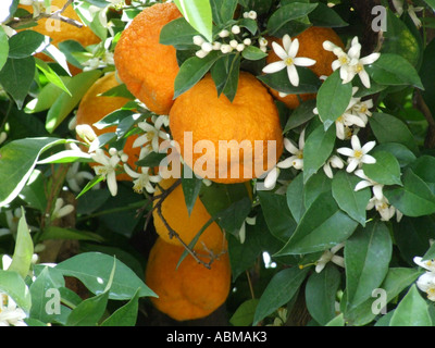 Il sud della Spagna Europa UE. Fiori d'arancio e le arance mature sull'albero. Pronto a scelta. Foto Stock