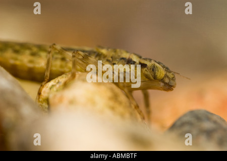 Le larve di libellula - Southern Hawker (Aeshna cyanea). Foto Stock