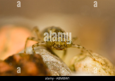 Le larve di libellula - Southern Hawker (Aeshna cyanea). Foto Stock