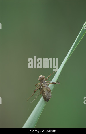 Dragonfly esuvia. Foto Stock