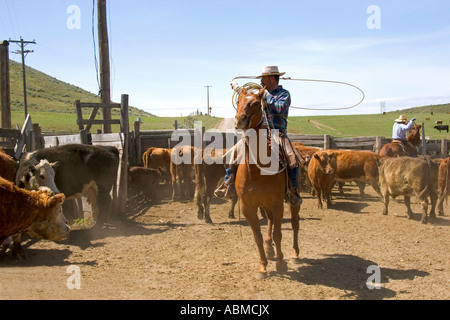 Cowboy radunare il bestiame per il branding vicino Emmett Idaho Foto Stock