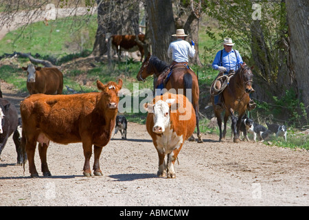 I cowboys radunare il bestiame vicino Emmett Idaho Foto Stock