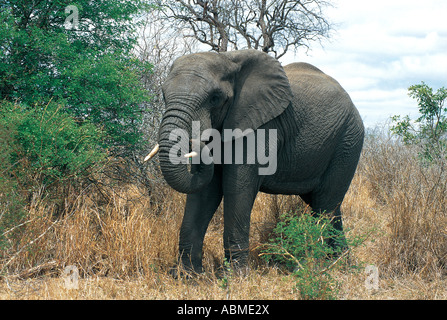 Elefante africano Parco Nazionale Kruger Sud Africa Foto Stock