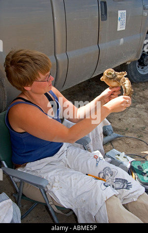 La fauna selvatica biologo conducendo ricerche sulla neonata scavando gufi vicino Mountain Home Idaho Foto Stock