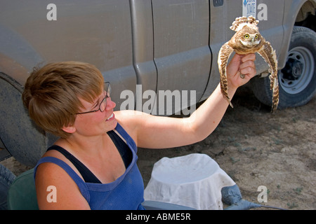 La fauna selvatica biologo conducendo ricerche sulla neonata scavando gufi vicino Mountain Home Idaho Foto Stock