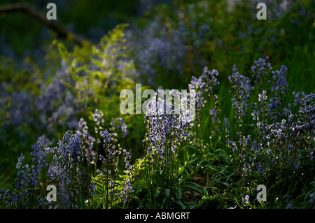 Paesaggio orizzontale foto del soleggiato bluebells Hyacinthoides non scripta nel bosco in Inghilterra in primavera Foto Stock