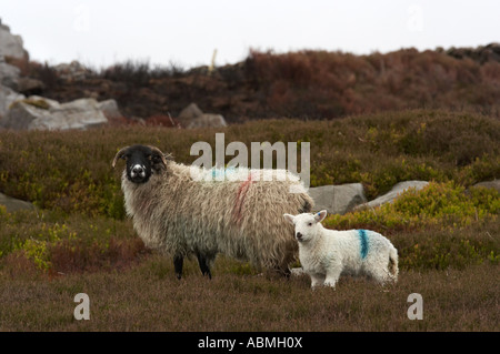 Paesaggio orizzontale foto di un blackface ovini pecora e il suo lamb su una coperta di erica moor nel nord Inghilterra Foto Stock