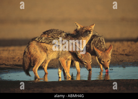 Nero tre backed sciacalli bere a un pool Kalahari Gemsbok National Park in Sud Africa Foto Stock