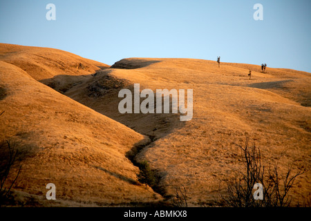 Serata calda luce che colpisce le dolci colline del centro di Hawkes Bay Nuova Zelanda rivelando le cicatrici sul paesaggio Foto Stock