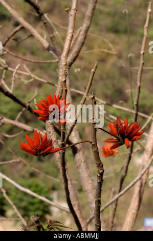 Fiore di un albero nel nord dello stato indiano Uttaranchal Foto Stock