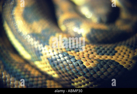 Un diamante python snake avvolto addormentato sul computer portatile sul tavolo della cucina del Queensland, Australia Foto Stock