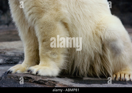 Alaska, Anchorage, Orso Polare, Alaska Zoo Foto Stock