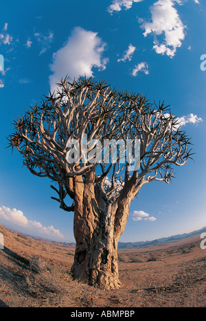Faretra Kocurboom Tree Aloe dichotoma Richtersveld National Park in Sud Africa Foto Stock
