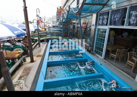 Serbatoi con pesci vivi e calamari in vendita presso Autogrill in spiaggia Gyongpode Gangwon Do Corea del Sud Foto Stock