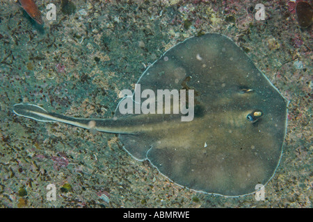 Seppia stingray Urolophus aurantiacus occhio e spiracle dettaglio Munsom isola Jeju fare corea del sud est del mare o il Mare del Giappone Foto Stock