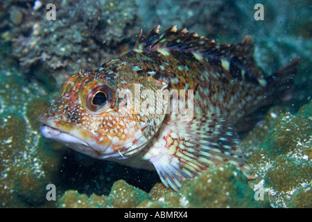 Il pesce Sebastiscus marmoratus Seopsom isola Jeju fare corea del sud est del mare o il Mare del Giappone Foto Stock