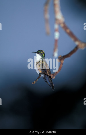 Gli uccelli Hummingbird Trinidad e Tobago arroccato su arto guardando la telecamera natura naturali Fauna dei Caraibi Foto Stock