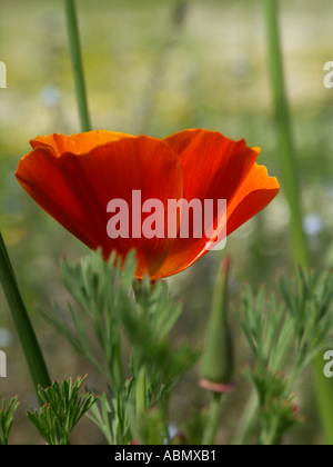 Eschscholzia Californica papavero nel letto di fiori di un tradizionale paese giardino parete Worcestershire Inghilterra Foto Stock