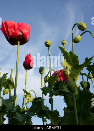 Il mais al papavero Papaver rhoeas salendo verso il cielo in un paese tradizionale giardino Worcestershire Inghilterra Foto Stock