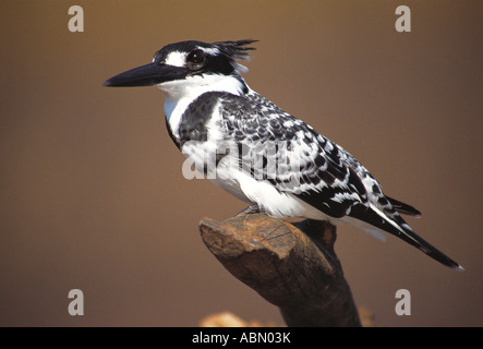 Pied Kingfisher Ceryle rudis perche su un ceppo di albero Durban, Sud Africa Foto Stock