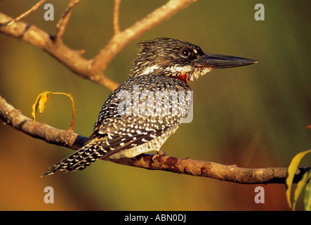 Giant Kingfisher Ceryle maxima appollaiato su un bracnch Durban, Sud Africa Foto Stock