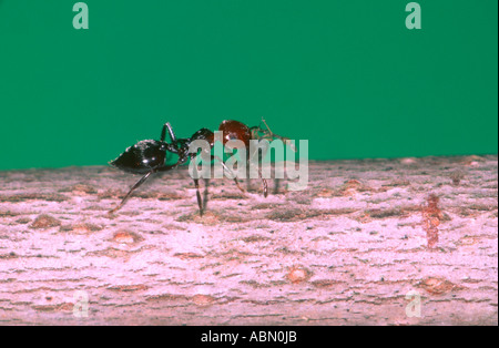 Cocktail Ant, Crematogaster scutellaris. Lavoratore che trasporta un afide Foto Stock