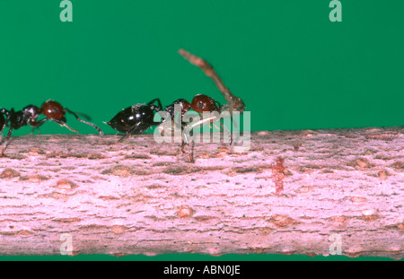 Cocktail Ant, Crematogaster scutellaris. Lavoratore che trasportano derrate alimentari al suo formicaio Foto Stock