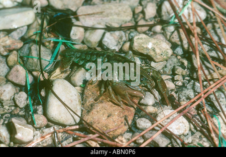 White artigliato il gambero di fiume, Austropotamobius pallipes. Sul margine del fiume Foto Stock