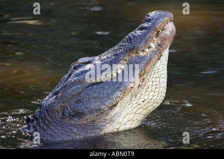 Il coccodrillo americano adulti maschi riproduttori muggito di corteggiamento Foto Stock