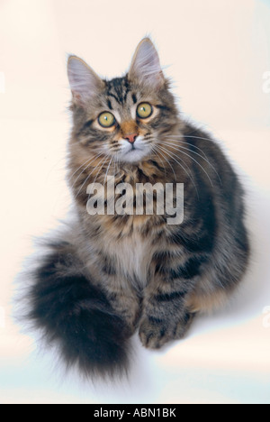 A cinque mesi della foresta siberiana gattino Foto Stock