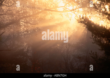 Sun attraverso gli alberi e Early Morning Mist, Ontario, Canada Foto Stock