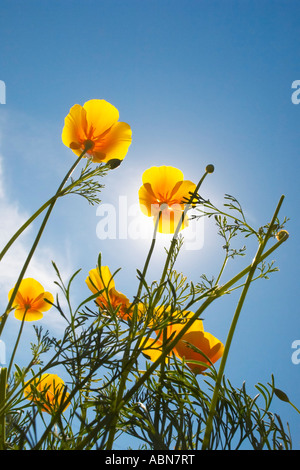 California Poppies Foto Stock