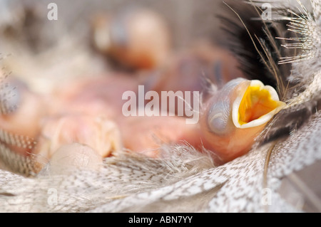 Baby Tree Swallow in attesa di cibo Foto Stock