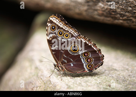 Calzolaio Butterfly Foto Stock